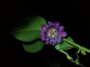 cabinas ecogarden arenal