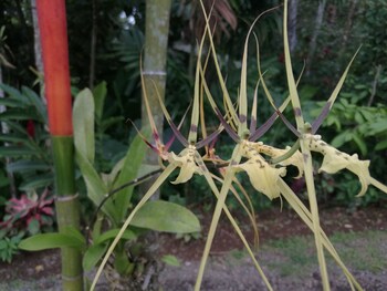 cabinas ecogarden arenal