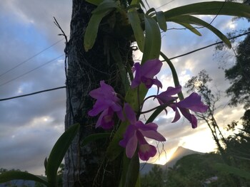 penas blancas