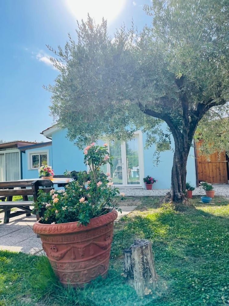 beb la rosa nel verde