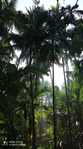 murud