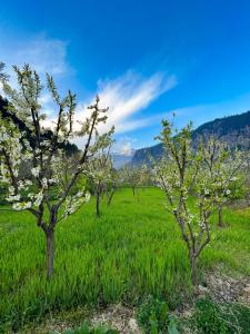 yolo backpackers max manali