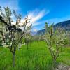 Yolo Backpackers Max - Manali,Old Manali>>Manali,0 star
