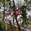 Anandvan Holiday Homes, Wai,Wai>>Panchgani,4 star