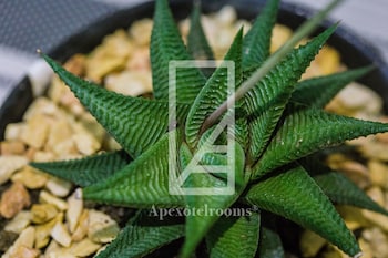 padgett place deluxe suites