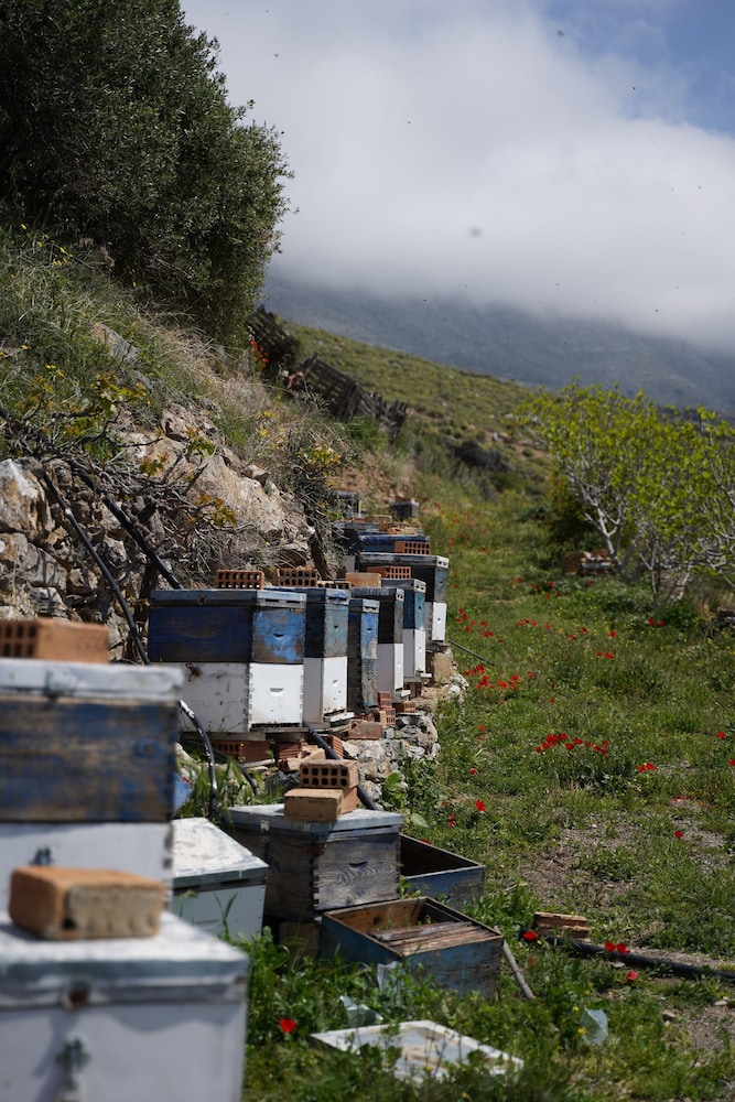 stella in the village suites