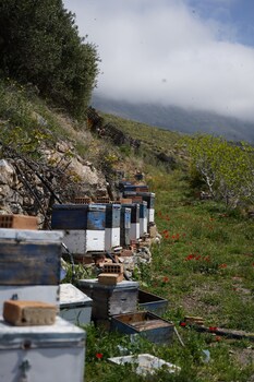 stella in the village suites