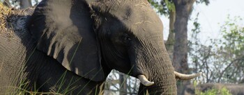 jumbo junction