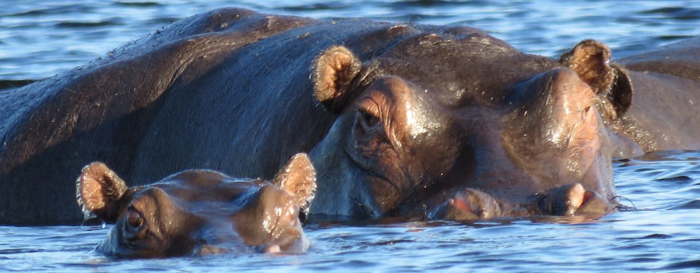 jumbo junction