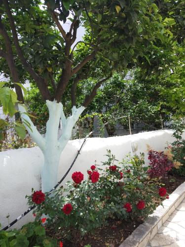 apartments margarita