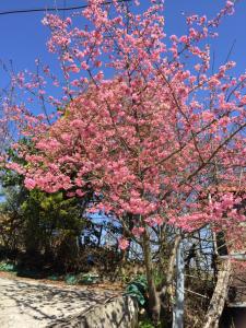 sheipa jia cao leisure farm