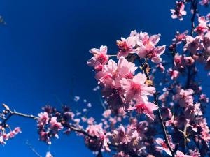 sheipa jia cao leisure farm