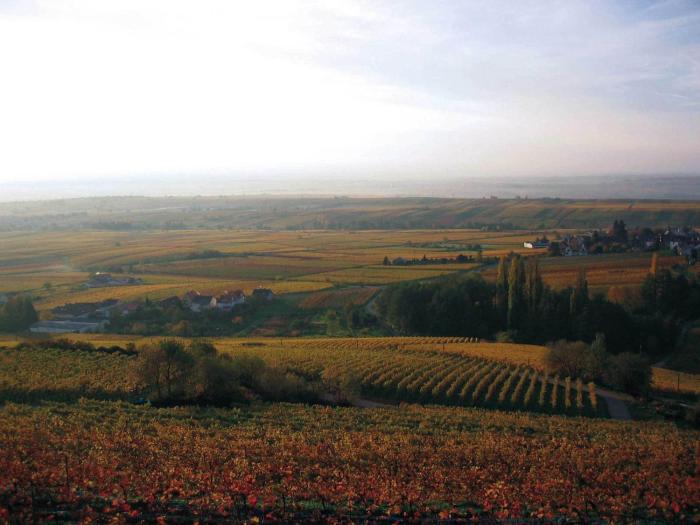 burrweiler