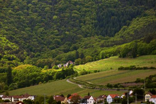 burrweiler