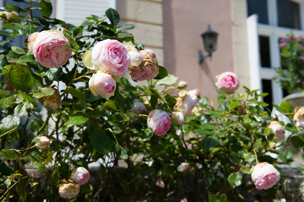 sassetot le mauconduit