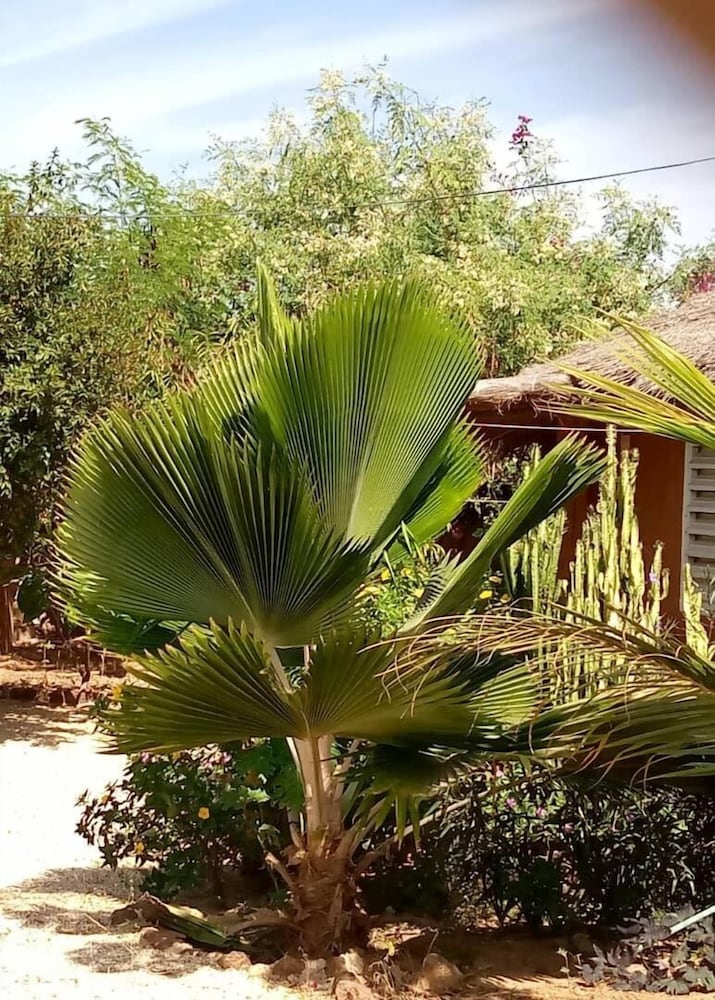 campement baobab