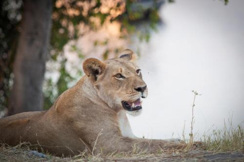 boteti tented safari lodge