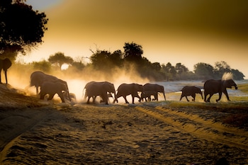 boteti tented safari lodge