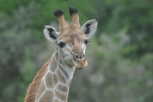 hopewell private game reserve