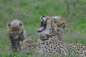 hopewell private game reserve