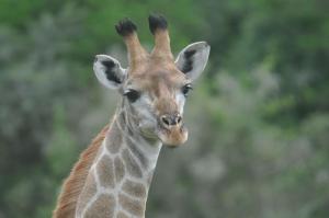 hopewell private game reserve