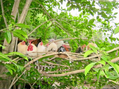 baan tildao pround fah exotic room on a hill