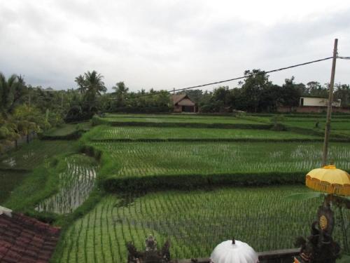 ubud