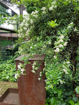 clocchiatti