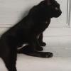 principe calaf 3