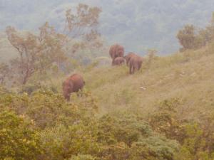 ahaspokuna by eco team