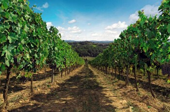 agriturismo bio fattoria bacio