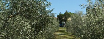agriturismo bio fattoria bacio