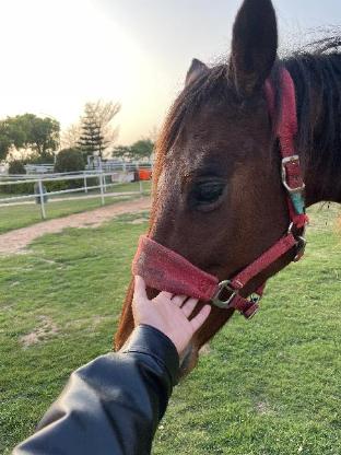 breeze and waves a seaside inn