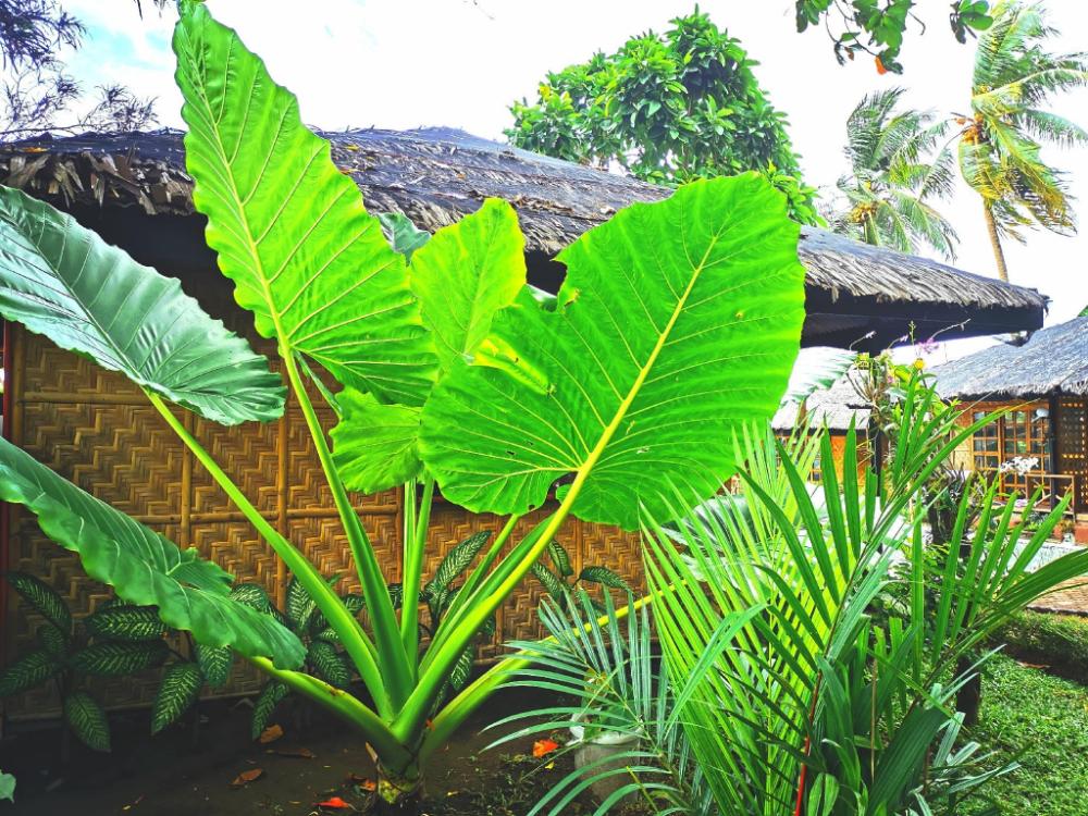 kokomo dive resort accommodation hotel