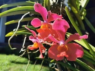 kokomo dive resort accommodation hotel