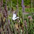 fynbos ridge