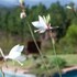 fynbos ridge