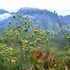 fynbos ridge