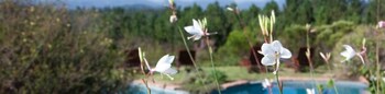 fynbos ridge