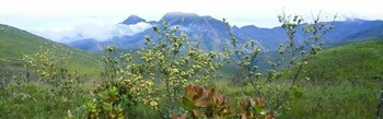 fynbos ridge