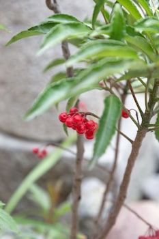 kanade matsubaragokomachi momijitei