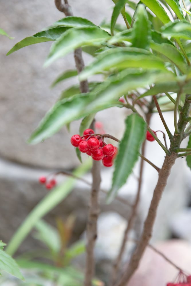 kanade matsubaragokomachi momijitei