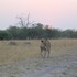moremi