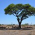 moremi