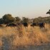 moremi