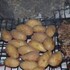 moremi