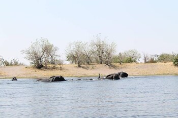moremi