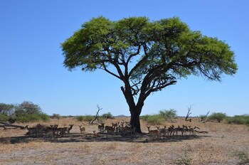 moremi