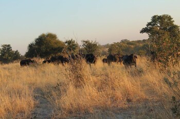moremi