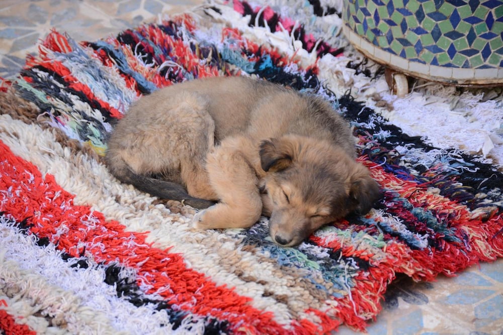 kasbah panorama oasis